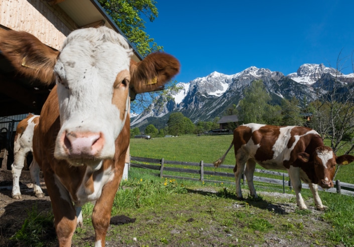 Ferien am Bio Bauernhof Bacherhof in Ramsau am Dachtein